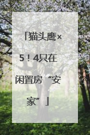 猫头鹰×5！4只在闲置房“安家”