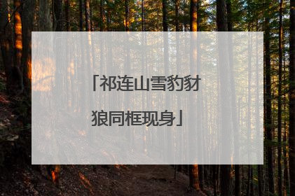 祁连山雪豹豺狼同框现身