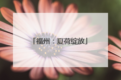 福州：夏荷绽放