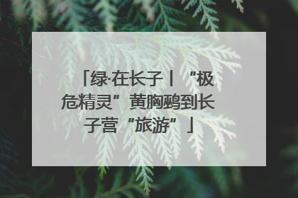 绿·在长子丨“极危精灵”黄胸鹀到长子营“旅游”