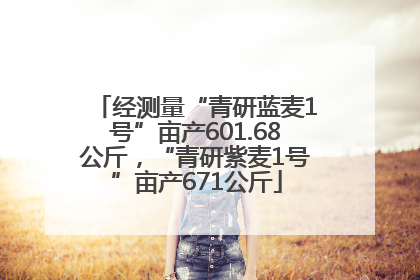 经测量“青研蓝麦1号”亩产601.68公斤，“青研紫麦1号”亩产671公斤