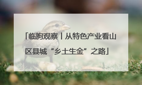 临朐观察丨从特色产业看山区县城“乡土生金”之路