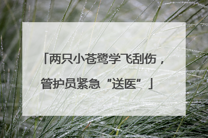 两只小苍鹭学飞刮伤，管护员紧急“送医”