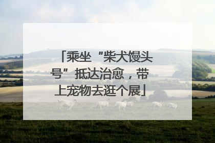 乘坐“柴犬馒头号”抵达治愈，带上宠物去逛个展
