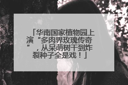 华南国家植物园上演“多肉界玫瑰传奇”，从呆萌树干到炸裂种子全是戏！