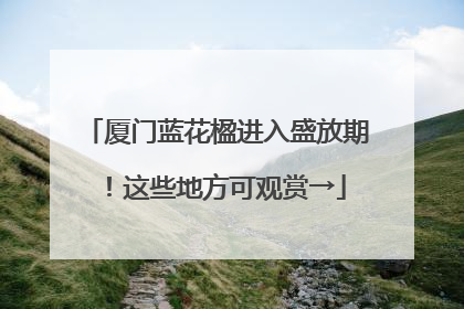 厦门蓝花楹进入盛放期！这些地方可观赏→