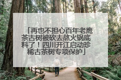 再也不担心百年老鹰茶古树被砍去熬火锅底料了！四川开江启动珍稀古茶树专项保护