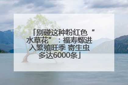 别碰这种粉红色“水草花”：福寿螺进入繁殖旺季 寄生虫多达6000条