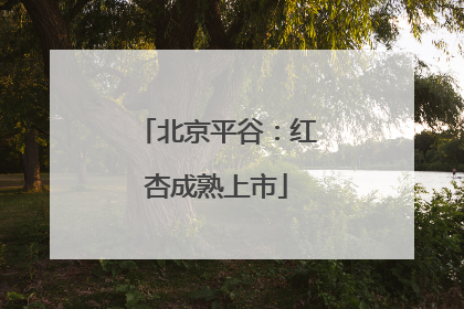 北京平谷：红杏成熟上市