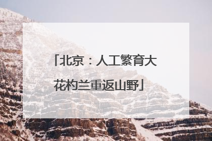 北京：人工繁育大花杓兰重返山野