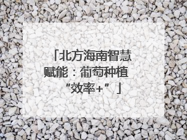 北方海南智慧赋能：葡萄种植“效率+”