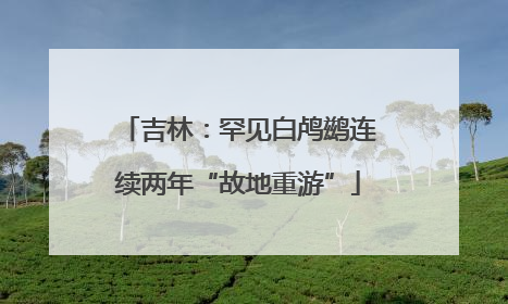 吉林：罕见白鸬鹚连续两年“故地重游”