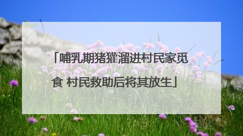 哺乳期猪獾溜进村民家觅食 村民救助后将其放生