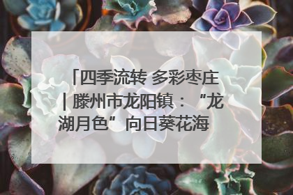 四季流转 多彩枣庄｜滕州市龙阳镇：“龙湖月色”向日葵花海 绘就乡村振兴新画卷