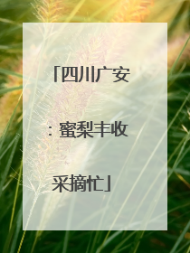 四川广安：蜜梨丰收采摘忙