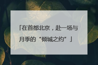 在首都北京，赴一场与月季的“倾城之约”