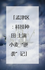 孟津区：科技种田 上演小麦“逆袭”记