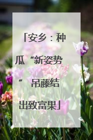 安乡：种瓜“新姿势” 吊藤结出致富果