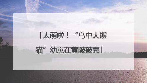 太萌啦！“鸟中大熊猫”幼崽在黄陂破壳