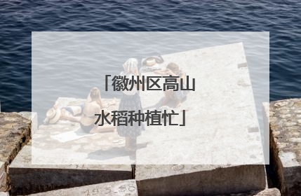 徽州区高山水稻种植忙