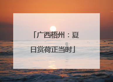 广西梧州：夏日赏荷正当时