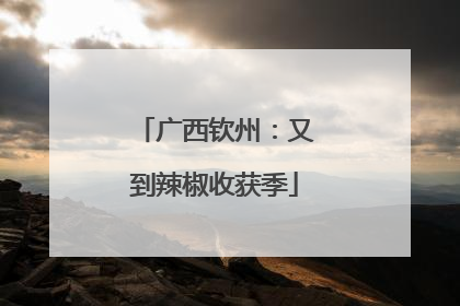 广西钦州：又到辣椒收获季