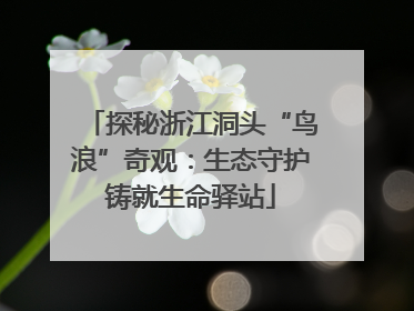 探秘浙江洞头“鸟浪”奇观：生态守护铸就生命驿站