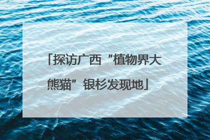 探访广西“植物界大熊猫”银杉发现地