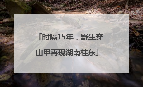 时隔15年，野生穿山甲再现湖南桂东