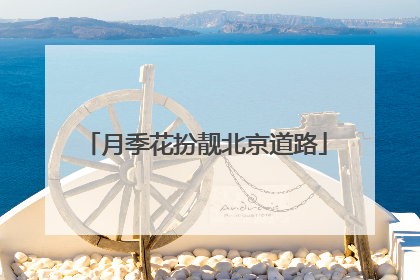 月季花扮靓北京道路