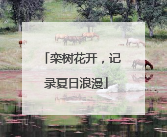 栾树花开，记录夏日浪漫