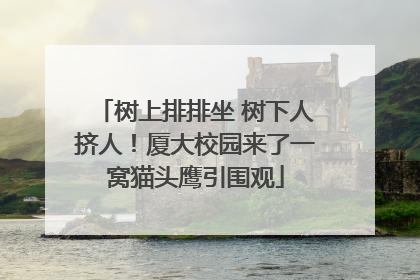 树上排排坐 树下人挤人！厦大校园来了一窝猫头鹰引围观
