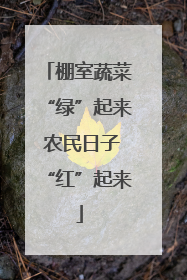棚室蔬菜“绿”起来 农民日子“红”起来