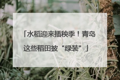 水稻迎来插秧季！青岛这些稻田披“绿装”