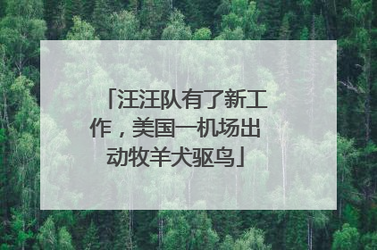汪汪队有了新工作，美国一机场出动牧羊犬驱鸟