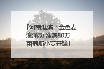河南淮滨：金色麦浪涌动 淮滨80万亩弱筋小麦开镰