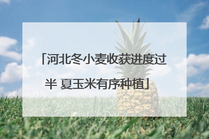 河北冬小麦收获进度过半 夏玉米有序种植