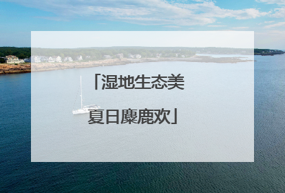 湿地生态美 夏日麋鹿欢