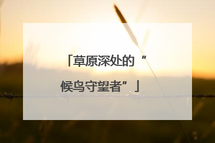 草原深处的“候鸟守望者”