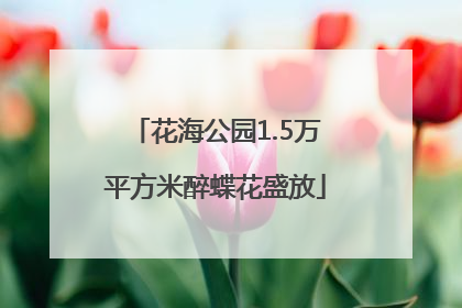 花海公园1.5万平方米醉蝶花盛放