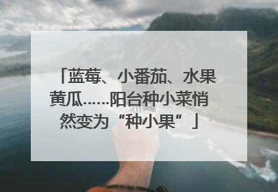蓝莓、小番茄、水果黄瓜……阳台种小菜悄然变为“种小果”