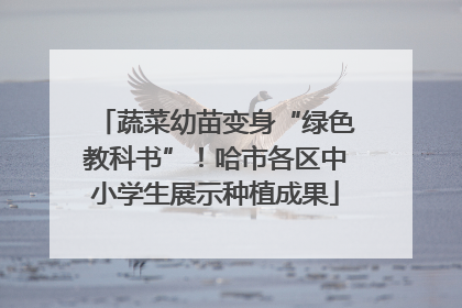 蔬菜幼苗变身“绿色教科书”！哈市各区中小学生展示种植成果