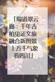 蜀道翠云廊：千年古柏见证文旅融合新图景丨万千气象看四川