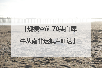 规模空前 70头白犀牛从南非运抵卢旺达