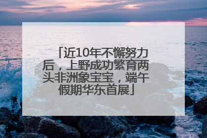 近10年不懈努力后，上野成功繁育两头非洲象宝宝，端午假期华东首展