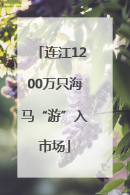 连江1200万只海马“游”入市场