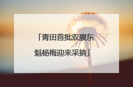 青田首批双膜东魁杨梅迎来采摘